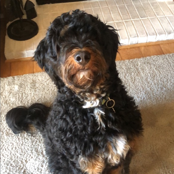 Meet your Posher, Sydne - Picture 4 of 6